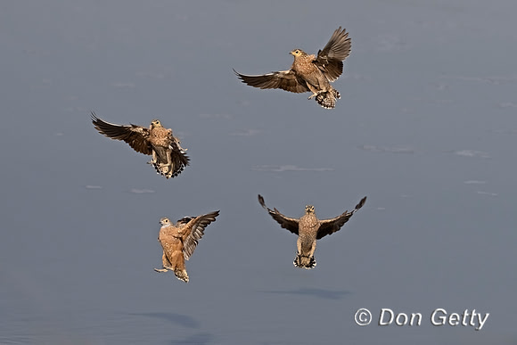 Burchell's Sandgrouse