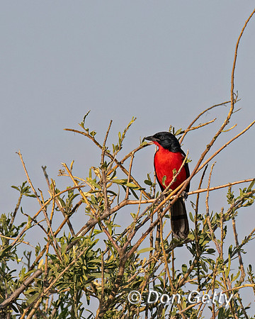 Crimson-breasted Shrike,