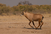Roan Antelope