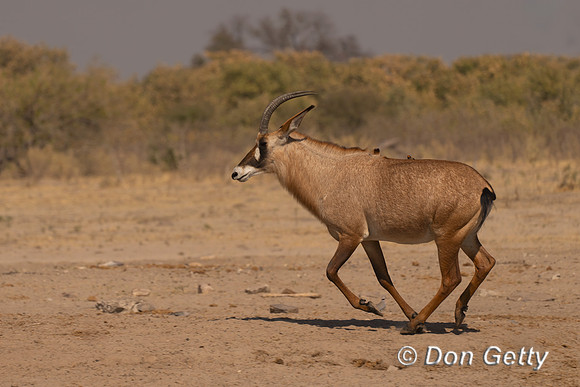 Roan Antelope