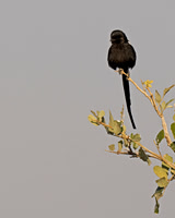 Magpie Shrike