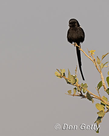 Magpie Shrike