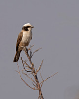 Southern White-crowned Shrike