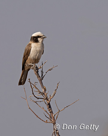 Southern White-crowned Shrike