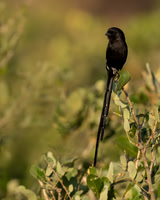 Magpie Shrike