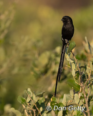 Magpie Shrike