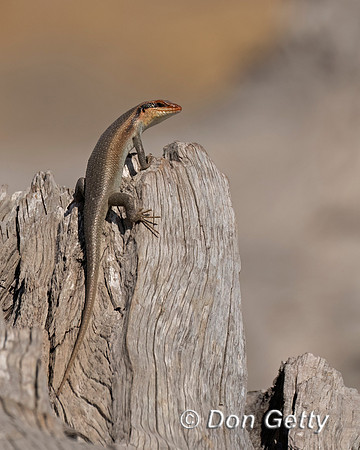 Skink