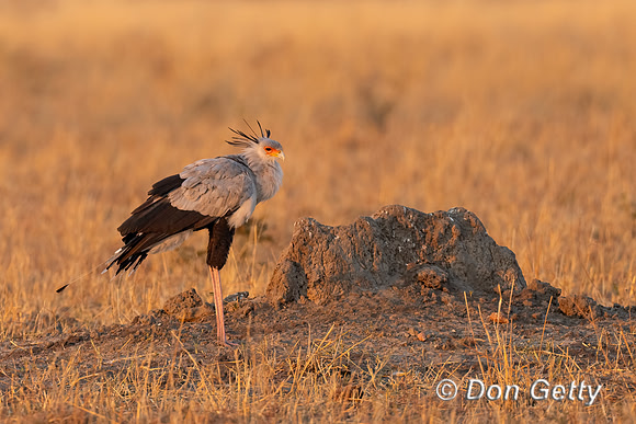 Secretary Bird