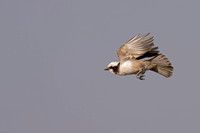 Southern White-crowned Shrike