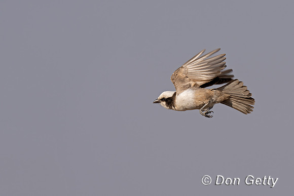 Southern White-crowned Shrike