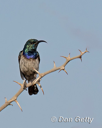 White-bellied Sunbird