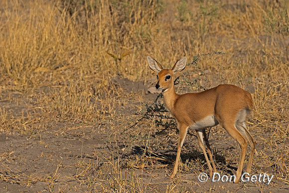 Steenbok