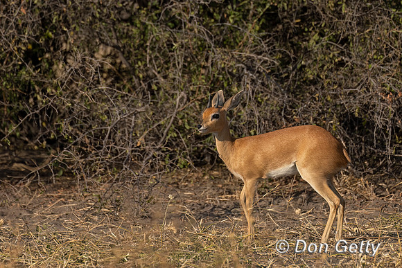 Steenbok