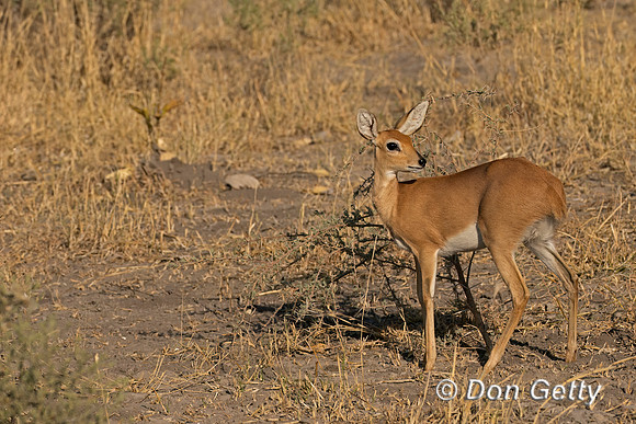 Steenbok