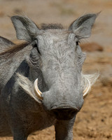 Warthog