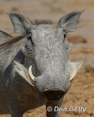 Warthog