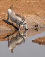 Warthog