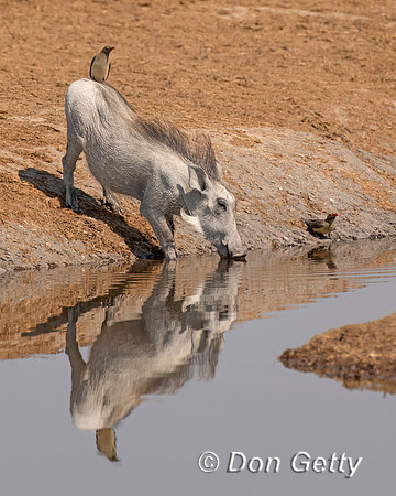 Warthog