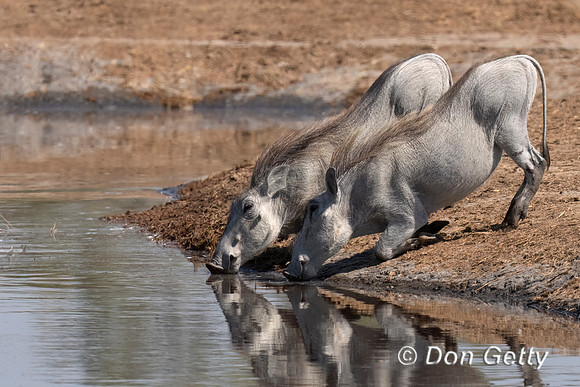 Warthog