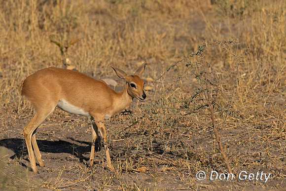 Steenbok