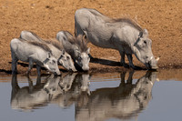 Warthog