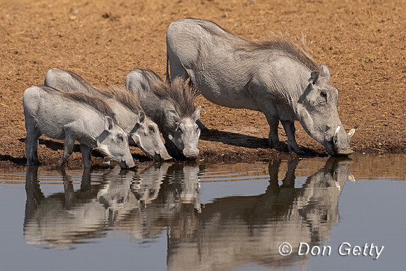 Warthog