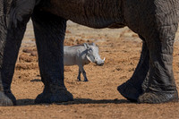 Warthog