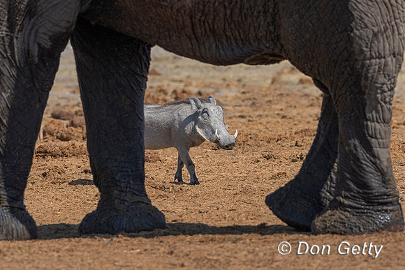 Warthog