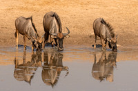 Wildebeest