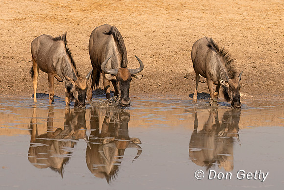 Wildebeest