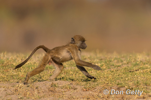 Chacma Baboon