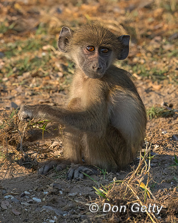 Chacma Baboon