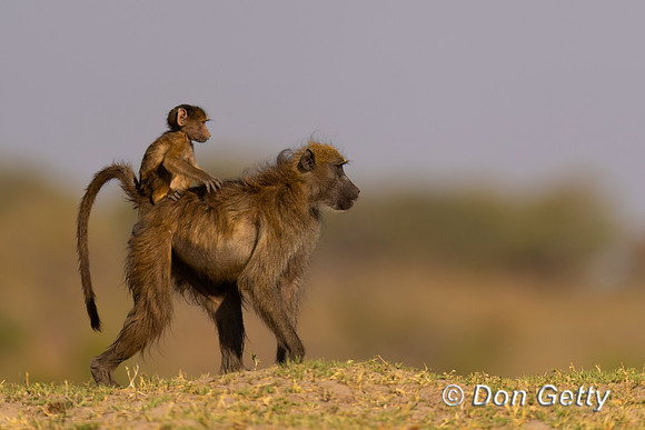 Chacma Baboon