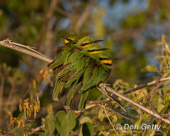 Little Bee-eater