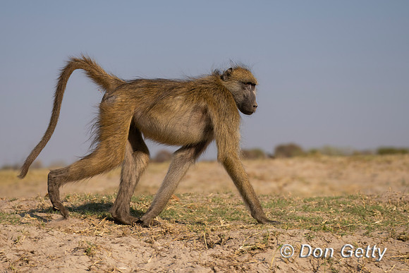 Chacma Baboon