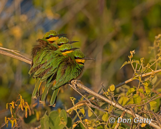 Little Bee-eater