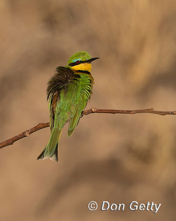 Little Bee-eater