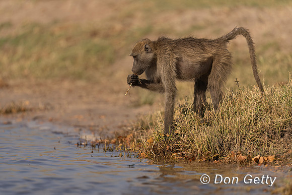Chacma Baboon