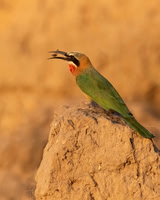 White-fronted Bee-eater