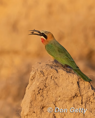 White-fronted Bee-eater