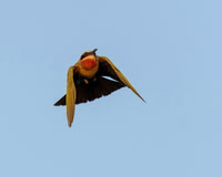 White-fronted Bee-eater