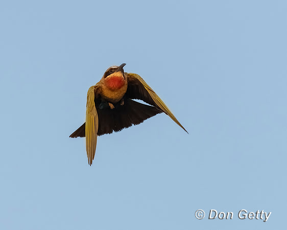 White-fronted Bee-eater