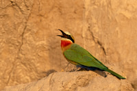 White-fronted Bee-eater