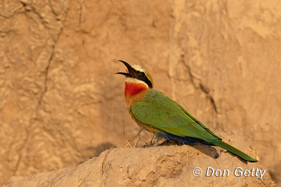 White-fronted Bee-eater