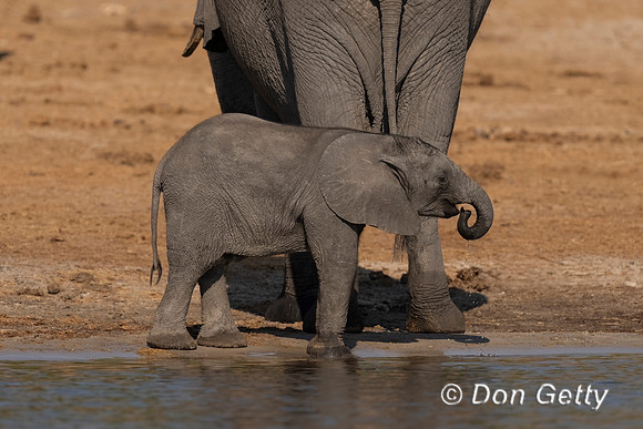 Elephant