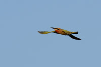 White-fronted Bee-eater