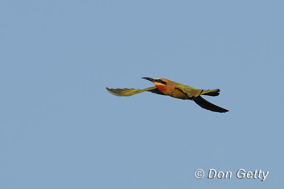 White-fronted Bee-eater