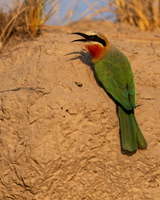 White-fronted Bee-eater