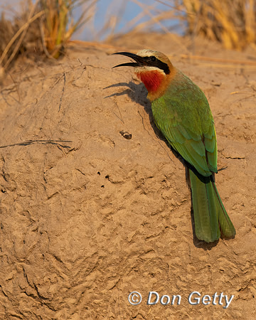 White-fronted Bee-eater