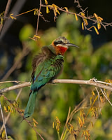 White-fronted Bee-eater